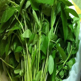 SBJEI-FRESH JUTE LEAVES